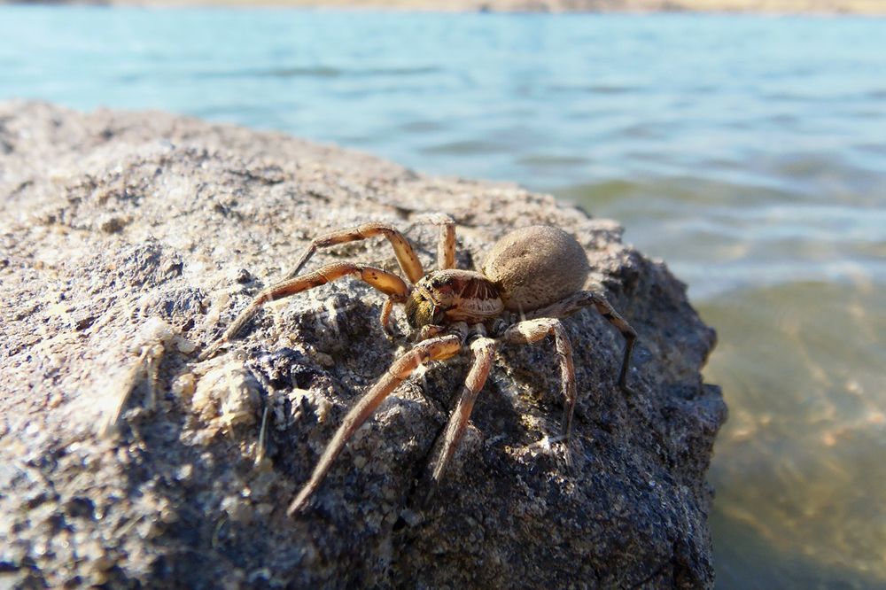 Какие пауки водятся в крыму фото и название