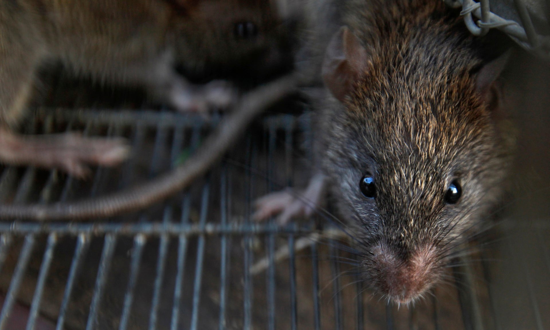 Землеройковые крысы paucidentomys vermidax